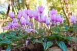 Cyclamen Hederifolium