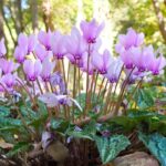 Cyclamen Hederifolium