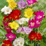 Freesia Mixed