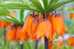 Fritillaria Aurora - immagine 2