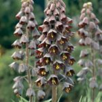 Fritillaria Persica