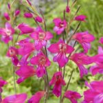 Gladioli – Communis Byzantinus