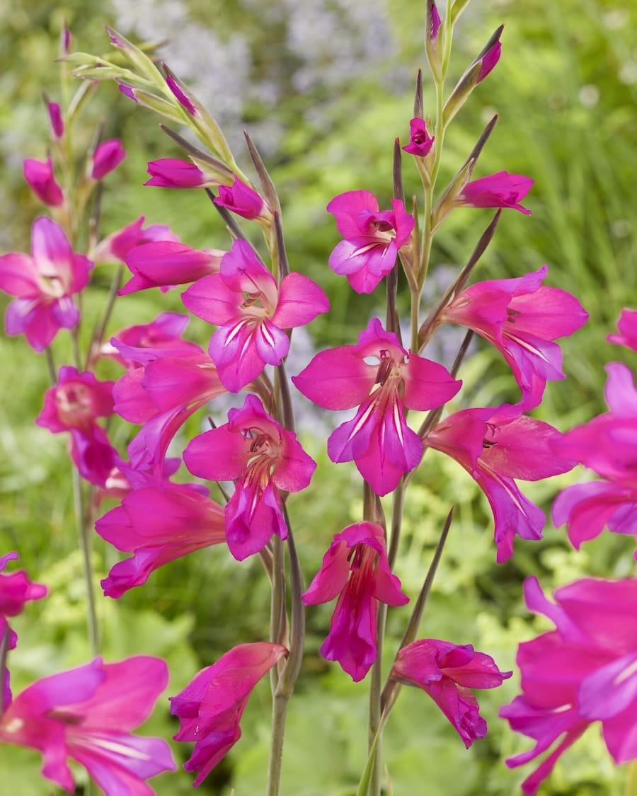 gladiolus_communis_byzantinus_visi214361-2.jpg Gladioli – Communis Byzantinus - immagine 1