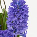 Hyacinthus Delft Blue