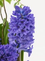 Hyacinthus Delft Blue