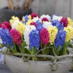 Hyacinthus Orientalis Mixed
