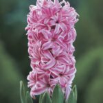 Hyacinthus Pink Pearl