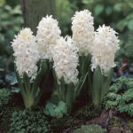 Hyacinthus White Pearl