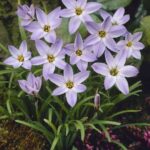 Ipheion Wisley Blue
