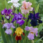 Iris Germanica Mix