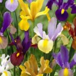 Iris Hollandica