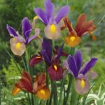Iris Tiger Stripe Mix