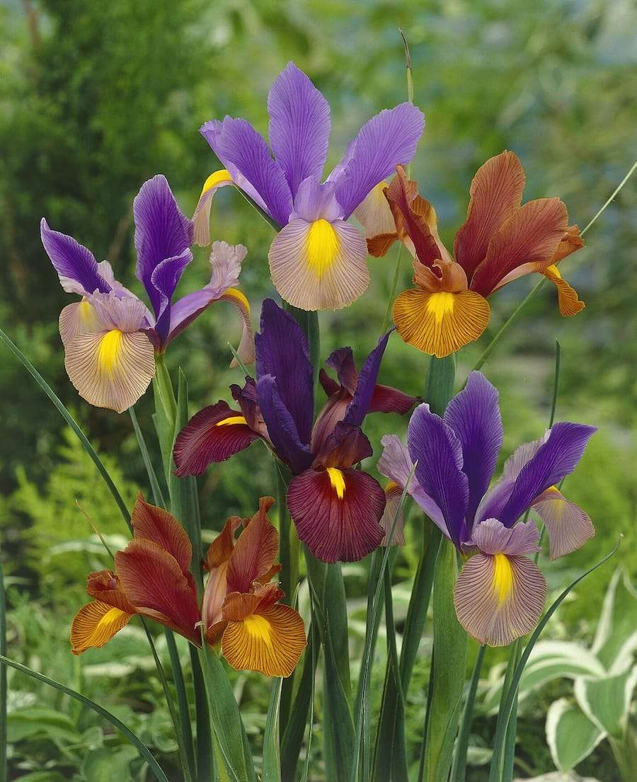 iris_hollandica_tiger_stripe_mixed_grjo00079 Iris Tiger Stripe Mix - immagine 1