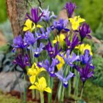 Iris Reticulata
