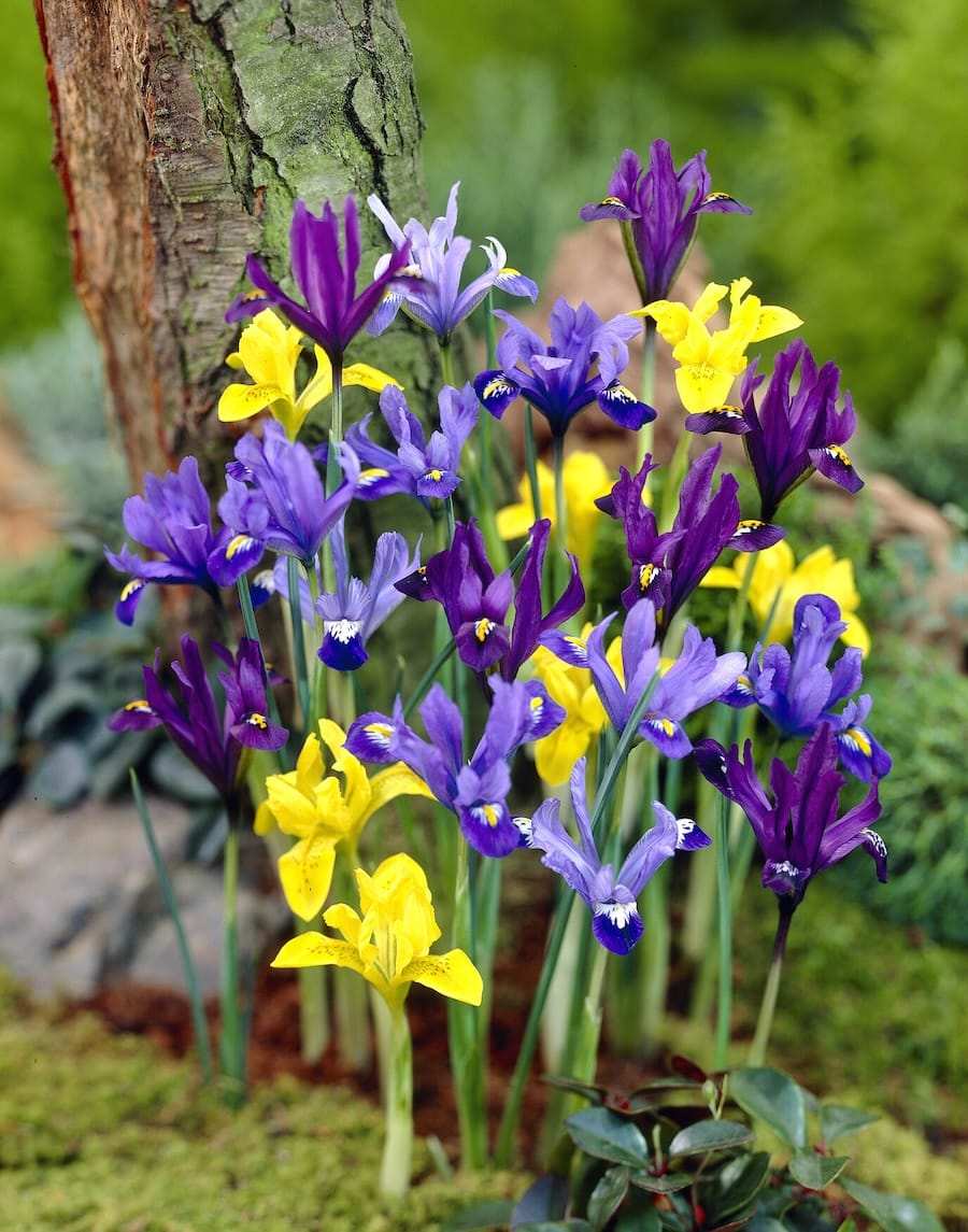 iris_reticulata_mixed_visi09644 Iris Reticulata - immagine 1