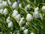Leucojum Aestivum