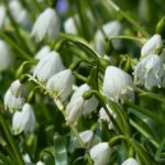 Leucojum Aestivum