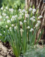 Leucojum Aestivum - immagine 2