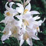 Lillium – Candidum (Giglio Sant'Antonio)