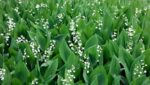 Mughetto – Convallaria Majalis - immagine 3