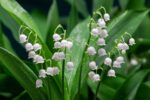 Mughetto – Convallaria Majalis