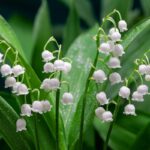 Mughetto – Convallaria Majalis