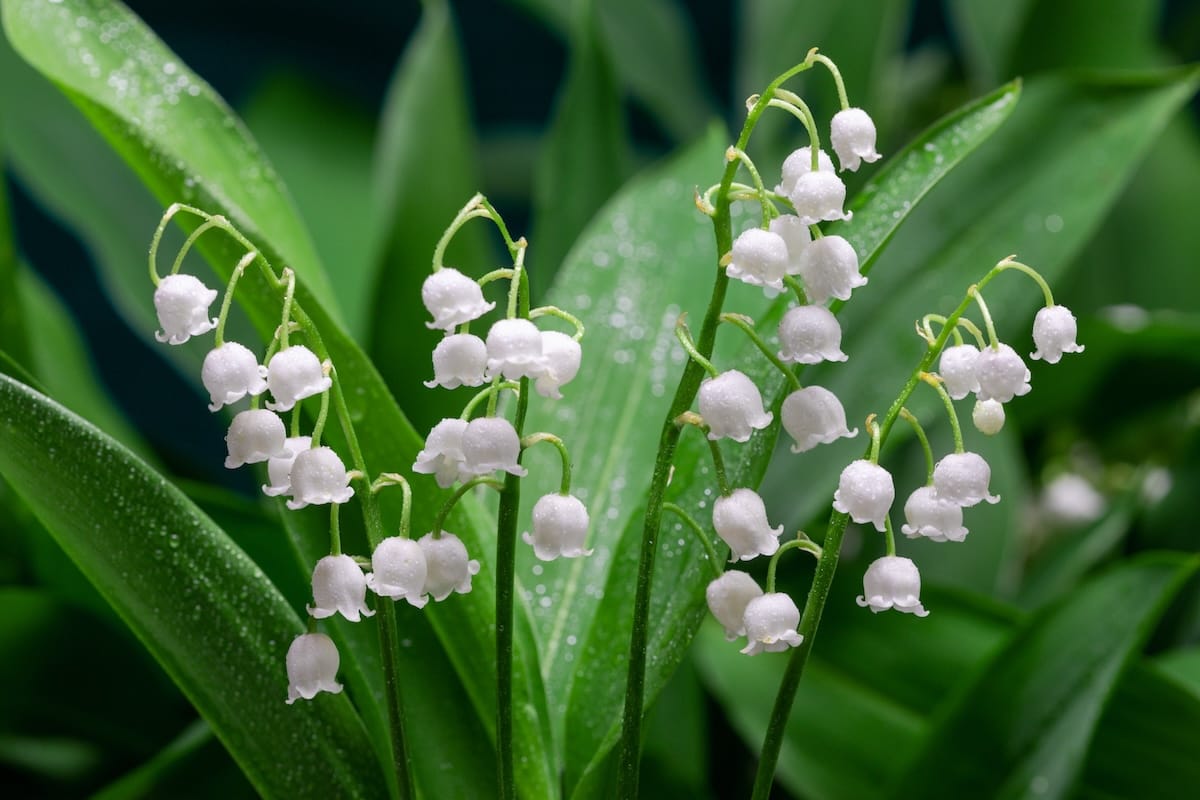 mughetto_convallaria-majalis_shutterstock_2232818385-1-1.jpg Mughetto – Convallaria Majalis - immagine 1