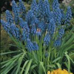 Muscari Armeniacum