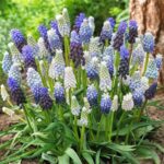 Muscari – Mix