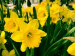 Narcissus Dutch Master - immagine 2