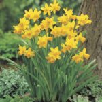 Narcissus Tête à Tête