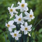 Narcissus Recurvus