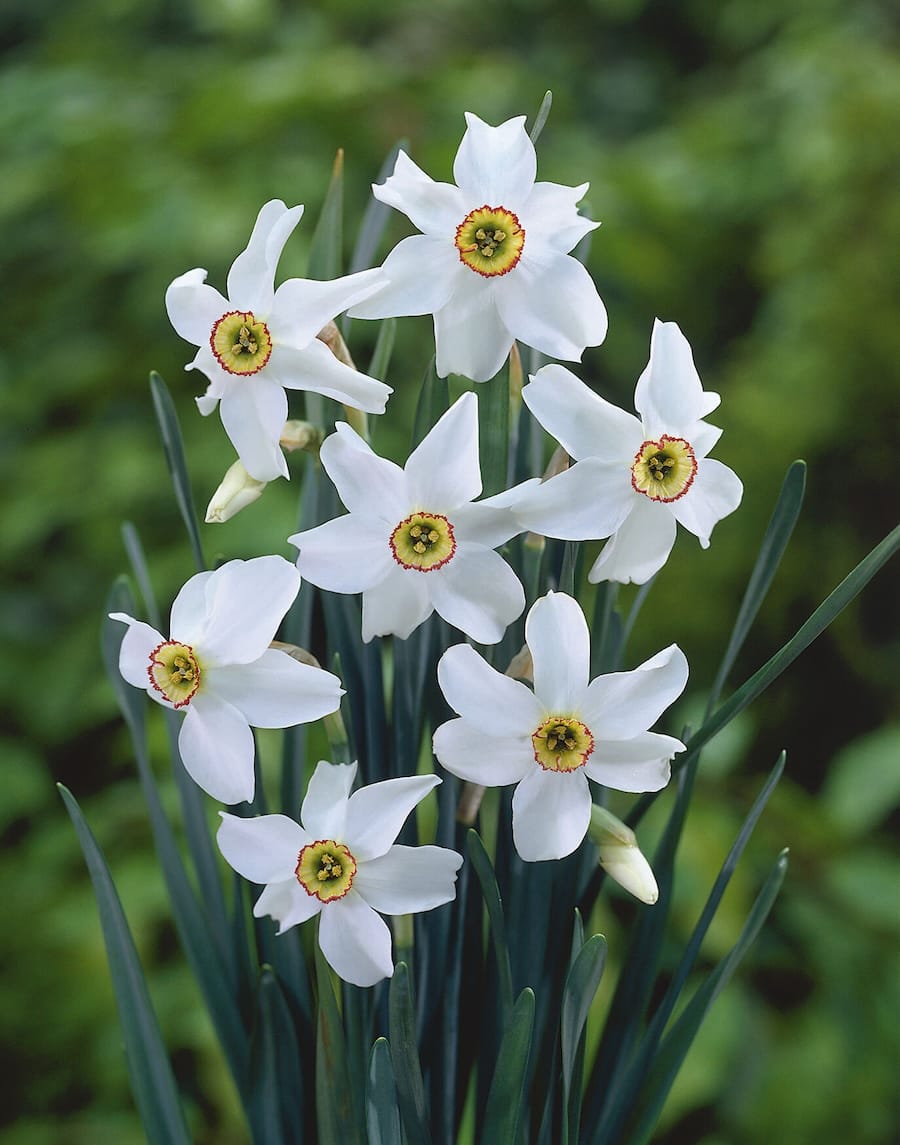 narcissus_poeticus_recurvus_elbo46041 Narcissus Recurvus - immagine 1