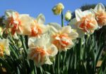 Narcissus Replete - immagine 2