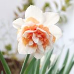 Narcissus Replete