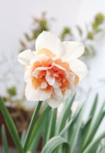 Narcissus Replete