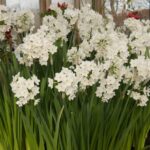 Narcissus Paperwhite Ziva