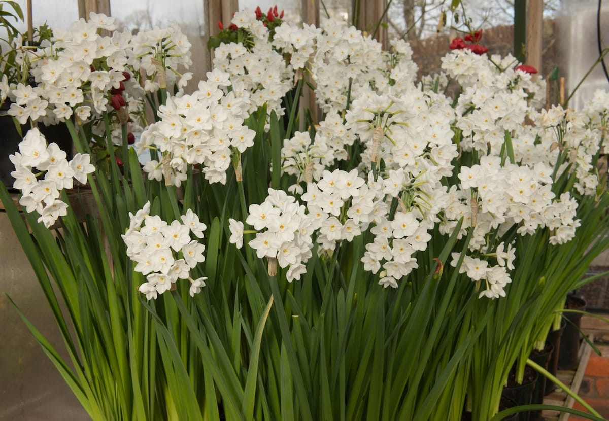 narcissus_tazetta_ziva_paperwhites_shutterstock_1331869751-1-1.jpg Narcissus Paperwhite Ziva - immagine 1