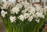 Narcissus Paperwhite Ziva - immagine 2