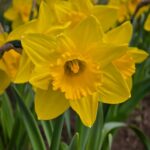 Narcissus Dutch Master