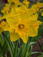 Narcissus Dutch Master