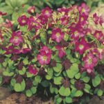 Oxalis Iron Cross