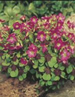 Oxalis Iron Cross