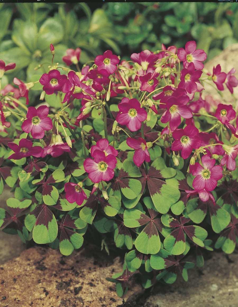 oxalis_deppei_iron_cross_elbo16357-1.jpg Oxalis Iron Cross - immagine 1