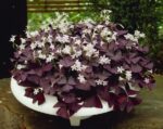 Oxalis Triangularis