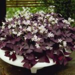 Oxalis Triangularis
