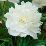 Peonia Duchesse de Nemours
