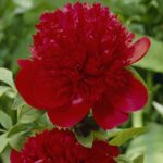 Peonia Red Charm