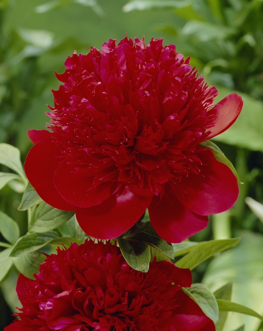 paeonia_red-charm_visi01684 Peonia Red Charm - immagine 1