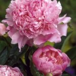 Peonia Sarah Bernhardt
